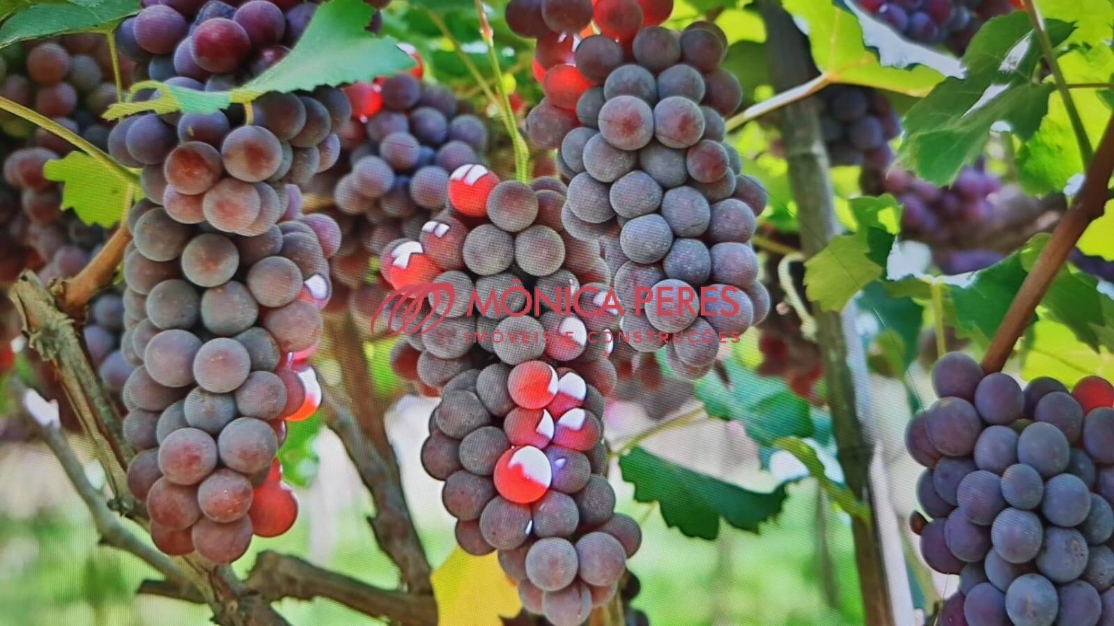 Terreno, 1658 m² - Foto 14